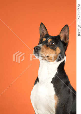 Portrait basenji dog on colored background in studio 132802678