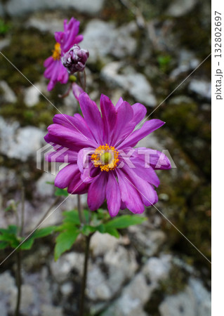 大原の里に咲く貴船菊の花 132802697