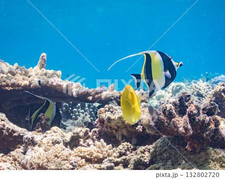 シテンヤッコ、ツノダシ他。美しいサンゴ礁と熱帯魚の群れ。 嘉比島沖縄県 島尻郡慶良間諸島座間味島 シテンヤッコ、ツノダシ他。美しいサンゴ礁と熱帯魚の群れ。 嘉比島沖縄県 島尻郡慶良間諸島座間味島 132802720
