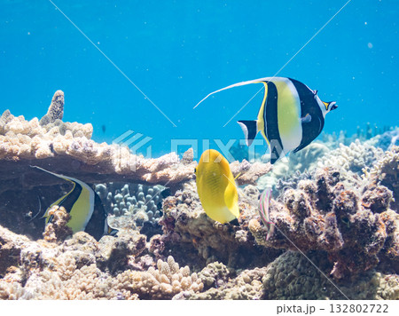 シテンヤッコ、ツノダシ他。美しいサンゴ礁と熱帯魚の群れ。 嘉比島沖縄県 島尻郡慶良間諸島座間味島 132802722