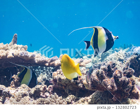 シテンヤッコ、ツノダシ他。美しいサンゴ礁と熱帯魚の群れ。 嘉比島沖縄県 島尻郡慶良間諸島座間味島 シテンヤッコ、ツノダシ他。美しいサンゴ礁と熱帯魚の群れ。 嘉比島沖縄県 島尻郡慶良間諸島座間味島 132802723
