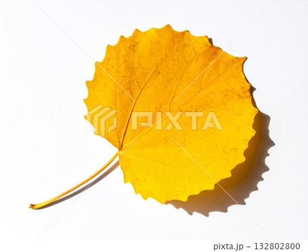 Top view aspen yellow leaf element Top view aspen yellow leaf element 132802800