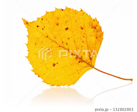 Clean yellow aspen leaf in white Clean yellow aspen leaf in white 132802801