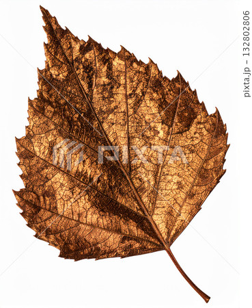 Dried birch leaf element design 132802806