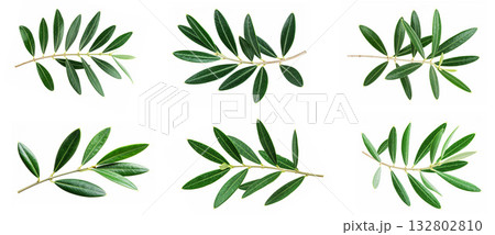 Clean green olive branch set design 132802810