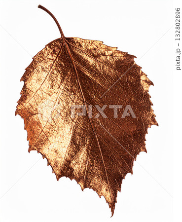 Textured dried birch leaf element 132802896