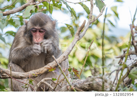 木の枝をかじるニホンザル 嵐山モンキーパークいわたやま 木の枝をかじるニホンザル 嵐山モンキーパークいわたやま 132802954