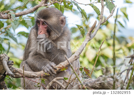 木の枝をかじるニホンザル　嵐山モンキーパークいわたやま 132802955