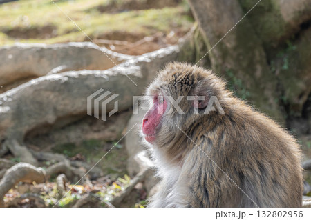 ニホンザル 嵐山モンキーパークいわたやま ニホンザル 嵐山モンキーパークいわたやま 132802956