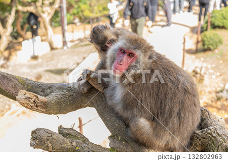 ニホンザル 嵐山モンキーパークいわたやま ニホンザル 嵐山モンキーパークいわたやま 132802963