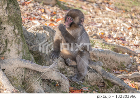 ニホンザル　嵐山モンキーパークいわたやま 132802966