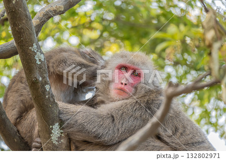 木の上のニホンザル　嵐山モンキーパークいわたやま 132802971