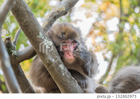 木の上のニホンザル 嵐山モンキーパークいわたやま 木の上のニホンザル 嵐山モンキーパークいわたやま 132802973