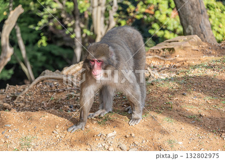 ニホンザル　嵐山モンキーパークいわたやま 132802975