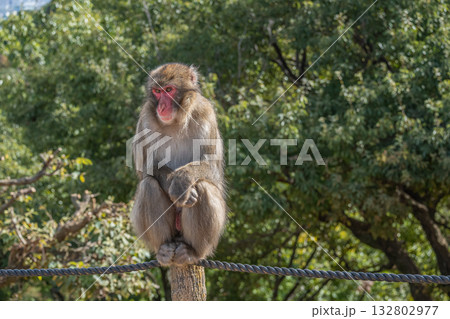 ニホンザル　嵐山モンキーパークいわたやま 132802977