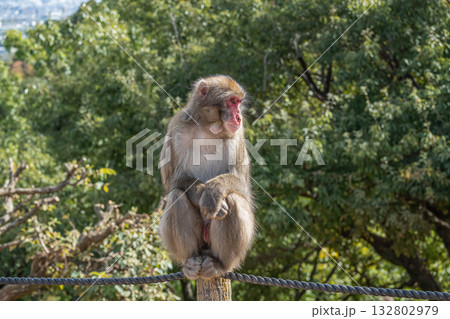 ニホンザル 嵐山モンキーパークいわたやま ニホンザル 嵐山モンキーパークいわたやま 132802979