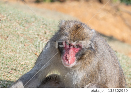 ニホンザル　嵐山モンキーパークいわたやま 132802980