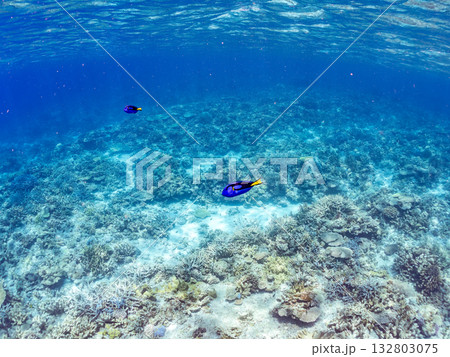可愛いナンヨウハギ群れ他。美しいサンゴ礁と熱帯魚の群れ。 嘉比島沖縄県 島尻郡慶良間諸島座間味島 132803075