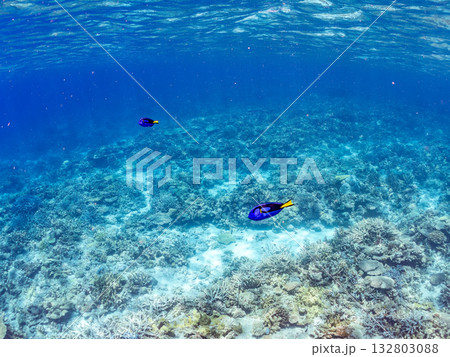 可愛いナンヨウハギ群れ他。美しいサンゴ礁と熱帯魚の群れ。 嘉比島沖縄県 島尻郡慶良間諸島座間味島 可愛いナンヨウハギ群れ他。美しいサンゴ礁と熱帯魚の群れ。 嘉比島沖縄県 島尻郡慶良間諸島座間味島 132803088
