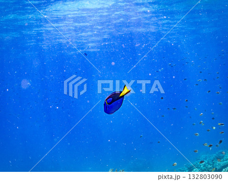 可愛いナンヨウハギ群れ他。美しいサンゴ礁と熱帯魚の群れ。 嘉比島沖縄県 島尻郡慶良間諸島座間味島 可愛いナンヨウハギ群れ他。美しいサンゴ礁と熱帯魚の群れ。 嘉比島沖縄県 島尻郡慶良間諸島座間味島 132803090