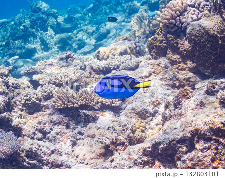 可愛いナンヨウハギ群れ他。美しいサンゴ礁と熱帯魚の群れ。 嘉比島沖縄県 島尻郡慶良間諸島座間味島 132803101