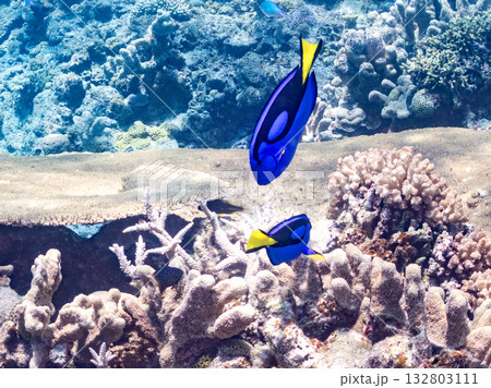 可愛いナンヨウハギ群れ他。美しいサンゴ礁と熱帯魚の群れ。 嘉比島沖縄県 島尻郡慶良間諸島座間味島 132803111