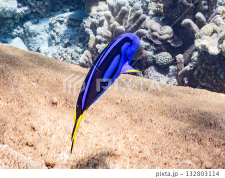 可愛いナンヨウハギ群れ他。美しいサンゴ礁と熱帯魚の群れ。 嘉比島沖縄県 島尻郡慶良間諸島座間味島 132803114