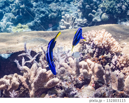 可愛いナンヨウハギ群れ他。美しいサンゴ礁と熱帯魚の群れ。 嘉比島沖縄県 島尻郡慶良間諸島座間味島 132803115