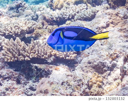 可愛いナンヨウハギ群れ他。美しいサンゴ礁と熱帯魚の群れ。 嘉比島沖縄県 島尻郡慶良間諸島座間味島 132803132