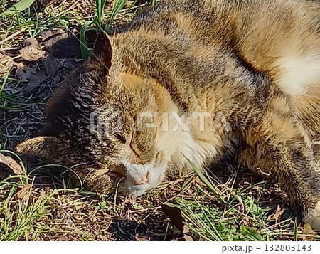 昼寝する猫 昼寝する猫 132803143
