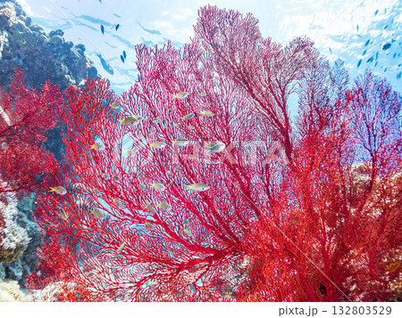 名物の大きな赤いイソバナ群生。美しいサンゴ礁と熱帯魚の群れ。 嘉比島沖縄県 島尻郡慶良間諸島座間味島 132803529