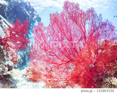 名物の大きな赤いイソバナ群生。美しいサンゴ礁と熱帯魚の群れ。 嘉比島沖縄県 島尻郡慶良間諸島座間味島 132803530