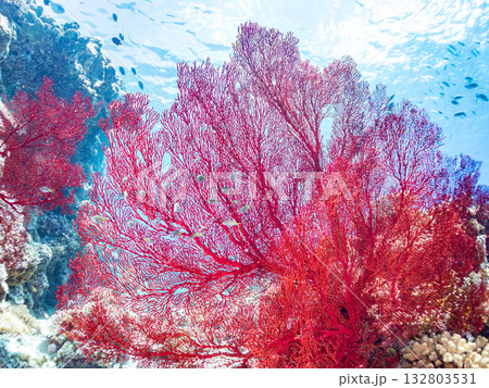 名物の大きな赤いイソバナ群生。美しいサンゴ礁と熱帯魚の群れ。 嘉比島沖縄県 島尻郡慶良間諸島座間味島 132803531
