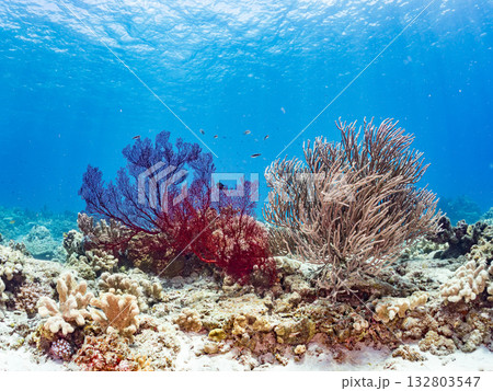名物の大きな赤いイソバナ群生。美しいサンゴ礁と熱帯魚の群れ。 嘉比島沖縄県 島尻郡慶良間諸島座間味島 132803547