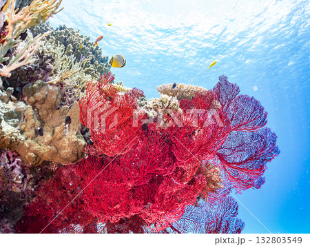 名物の大きな赤いイソバナ群生。美しいサンゴ礁と熱帯魚の群れ。 嘉比島沖縄県 島尻郡慶良間諸島座間味島 132803549