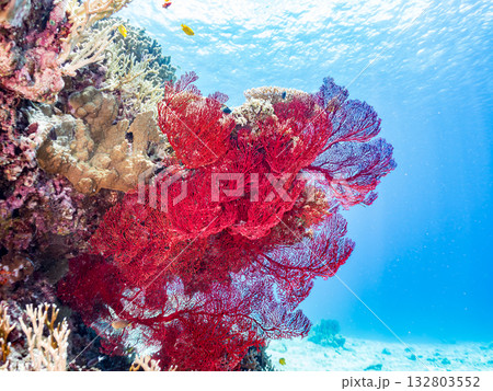 名物の大きな赤いイソバナ群生。美しいサンゴ礁と熱帯魚の群れ。 嘉比島沖縄県 島尻郡慶良間諸島座間味島 132803552