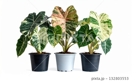 Alocasia variegated in the tree pot 132803553