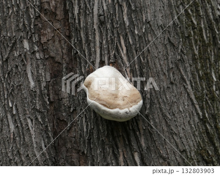 さるのこしかけ さるのこしかけ 132803903