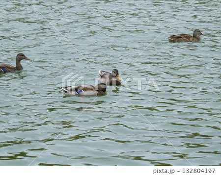 休憩中の鴨 132804197