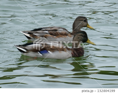 休憩中の鴨 132804199