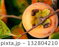 柿の実　上からクローズアップ 132804210