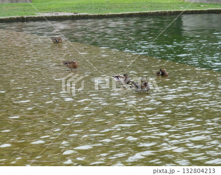 池の鴨 池の鴨 132804213