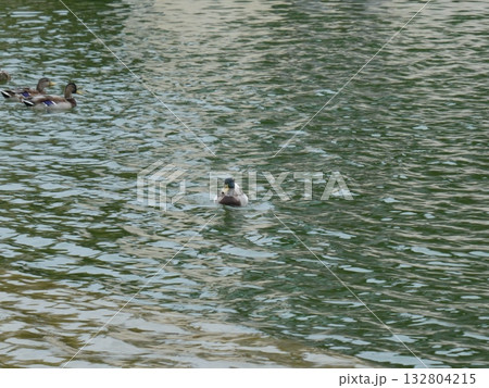池の鴨 池の鴨 132804215