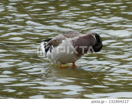 池の鴨 132804217