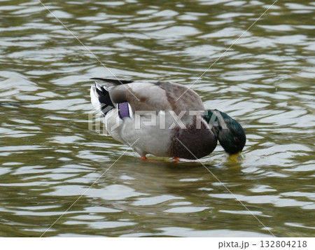 池の鴨 池の鴨 132804218