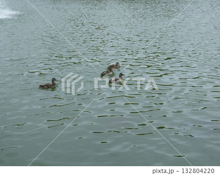 池の鴨 132804220