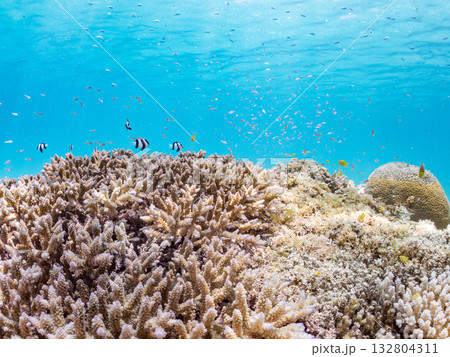 ミスジリュウキュウスズメダイ、デバスズメダイ他群れ。美しいサンゴ礁と熱帯魚の群れ。 嘉比島沖縄県 132804311