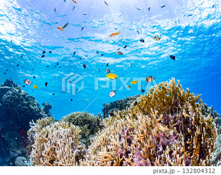 ミスジリュウキュウスズメダイ、デバスズメダイ他群れ。美しいサンゴ礁と熱帯魚の群れ。 嘉比島沖縄県 132804312