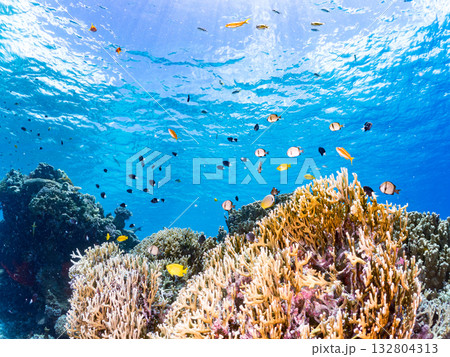 ミスジリュウキュウスズメダイ、デバスズメダイ他群れ。美しいサンゴ礁と熱帯魚の群れ。 嘉比島沖縄県 132804313