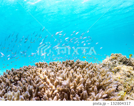 ミスジリュウキュウスズメダイ、デバスズメダイ他群れ。美しいサンゴ礁と熱帯魚の群れ。 嘉比島沖縄県 132804317